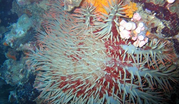 水下被海洋生物傷害到了該怎么辦？